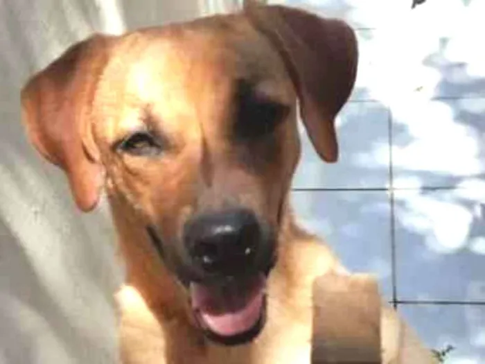 Cachorro ra a Viralata idade 1 ano nome Dona