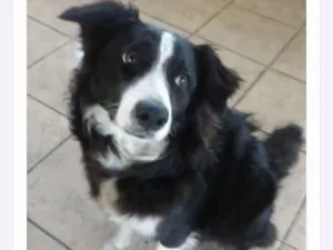 Cachorro raça Border collie idade 1 ano nome Nina