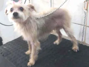 Cachorro raça Vira misturada com york idade 3 anos nome Luma