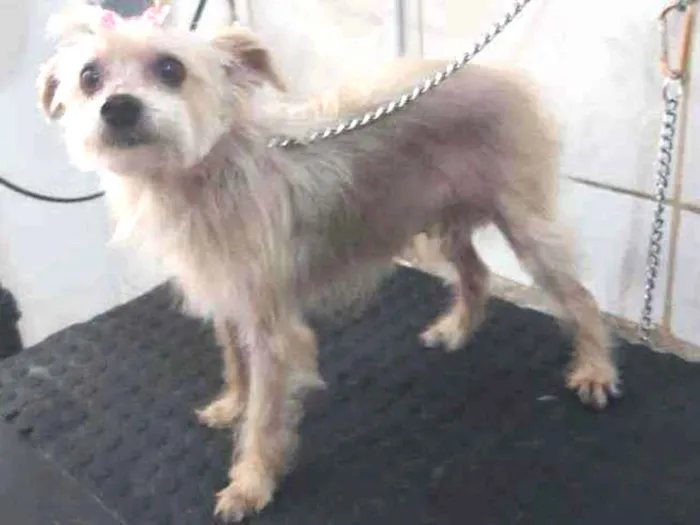 Cachorro raça Vira misturada com york idade 3 anos nome Luma