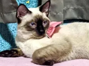 Gato raça Siamesa  idade 2 a 6 meses nome Vitória 