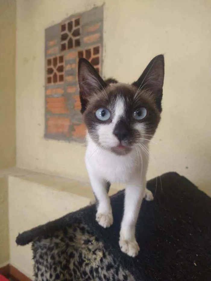 Gato ra a SRD idade 2 a 6 meses nome Nina