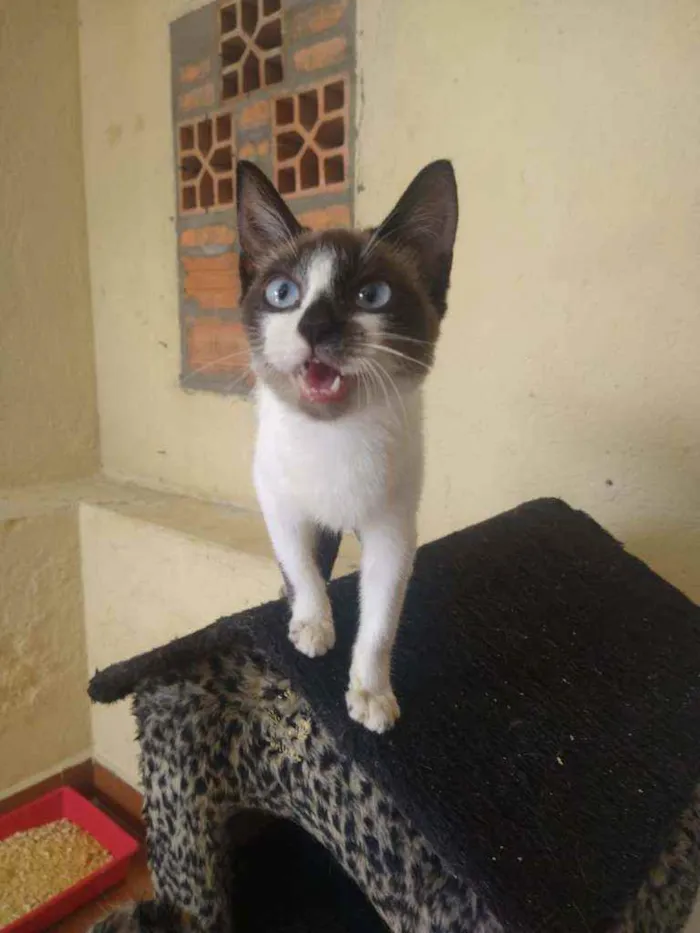 Gato ra a SRD idade 2 a 6 meses nome Nina