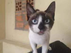 Gato raça SRD idade 2 a 6 meses nome Nina