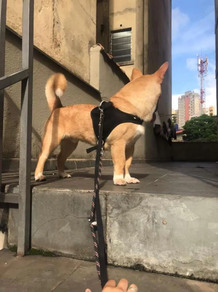 Cachorro ra a SRD-ViraLata idade 1 ano nome Thor
