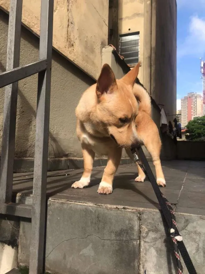 Cachorro ra a SRD-ViraLata idade 1 ano nome Thor
