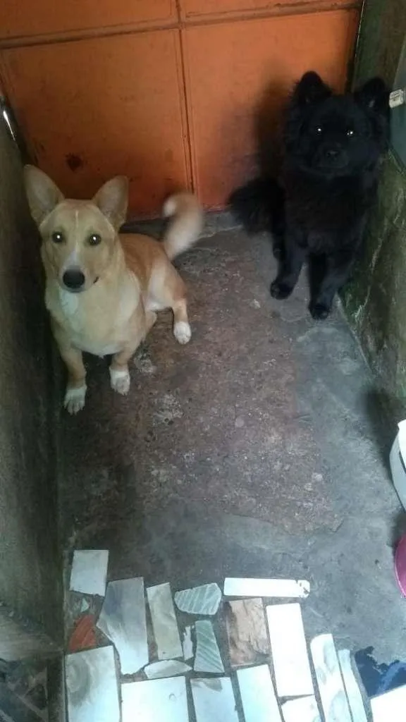 Cachorro ra a SRD-ViraLata idade 1 ano nome Thor