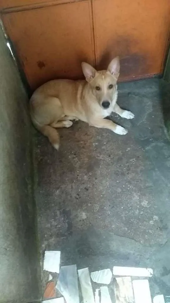 Cachorro ra a SRD-ViraLata idade 1 ano nome Thor