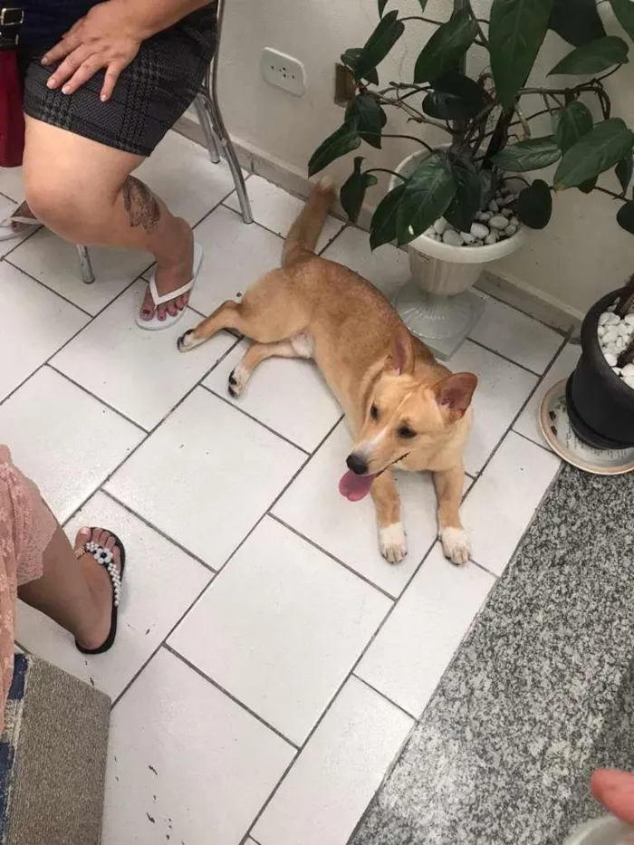 Cachorro ra a SRD-ViraLata idade 1 ano nome Thor