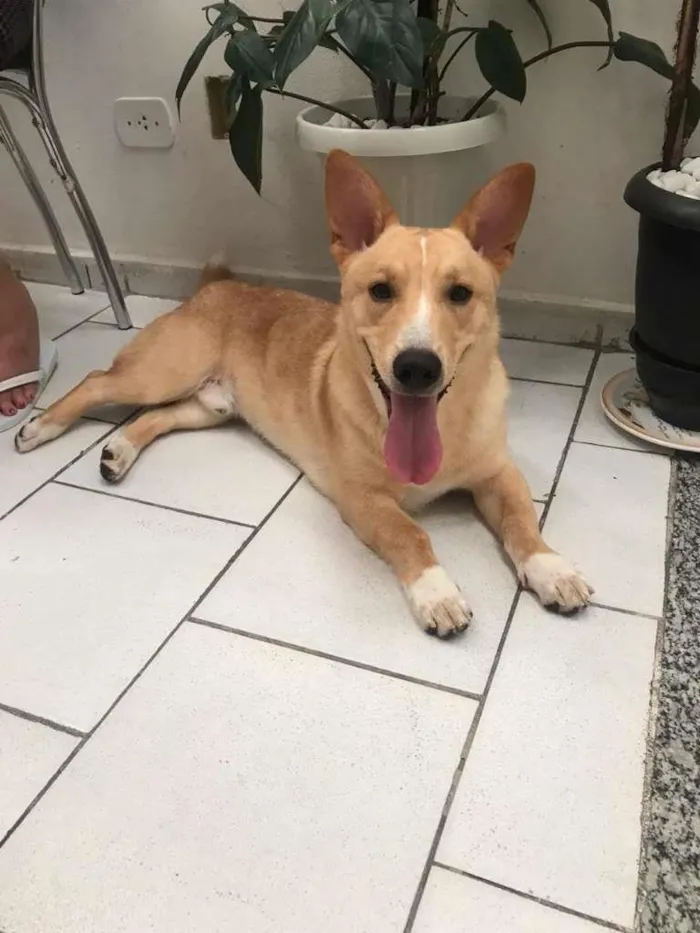 Cachorro ra a SRD-ViraLata idade 1 ano nome Thor
