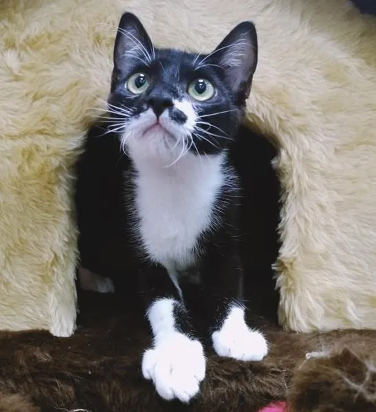 Gato raça SRD idade  nome DUDU FRAJOLA