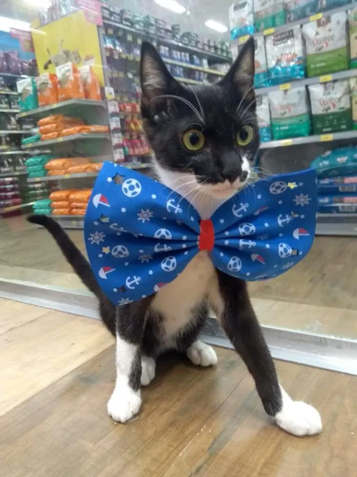 Gato raça SRD idade  nome DUDU FRAJOLA