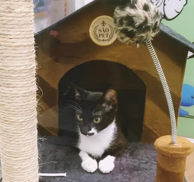 Gato raça SRD idade  nome DUDU FRAJOLA