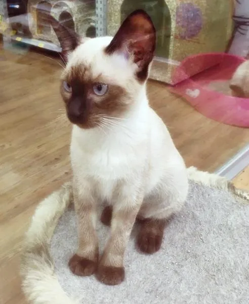 Gato raça SRD idade 2 a 6 meses nome GABRIELA SIAMESA