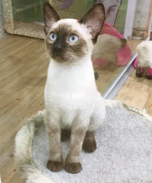 Gato raça SRD idade 2 a 6 meses nome GABRIELA SIAMESA