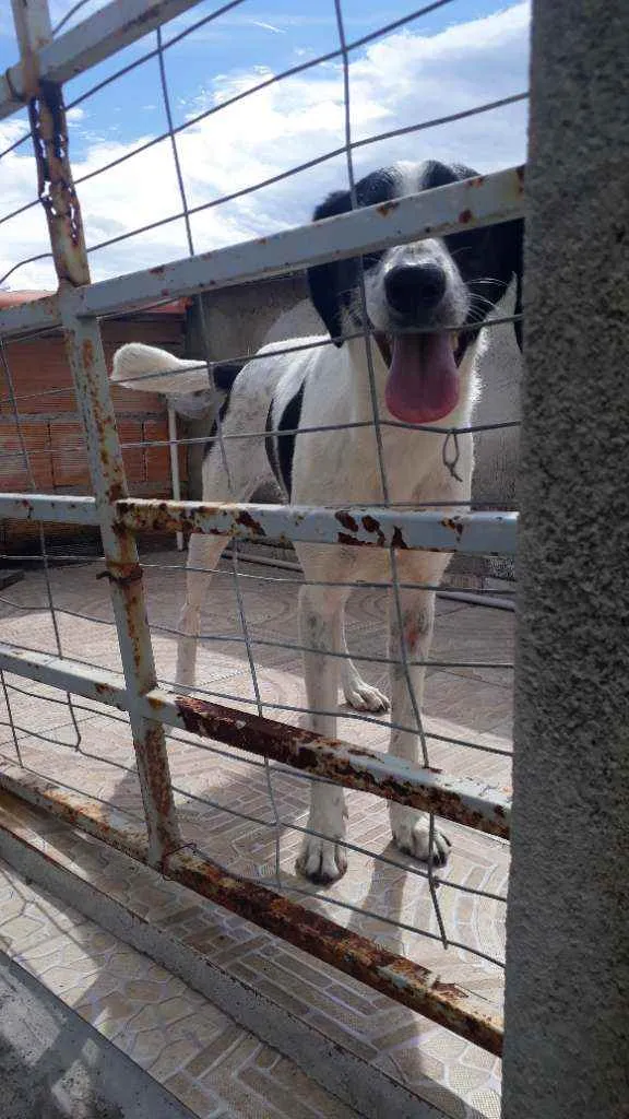 Cachorro raça vira lata idade 2 anos nome Frida