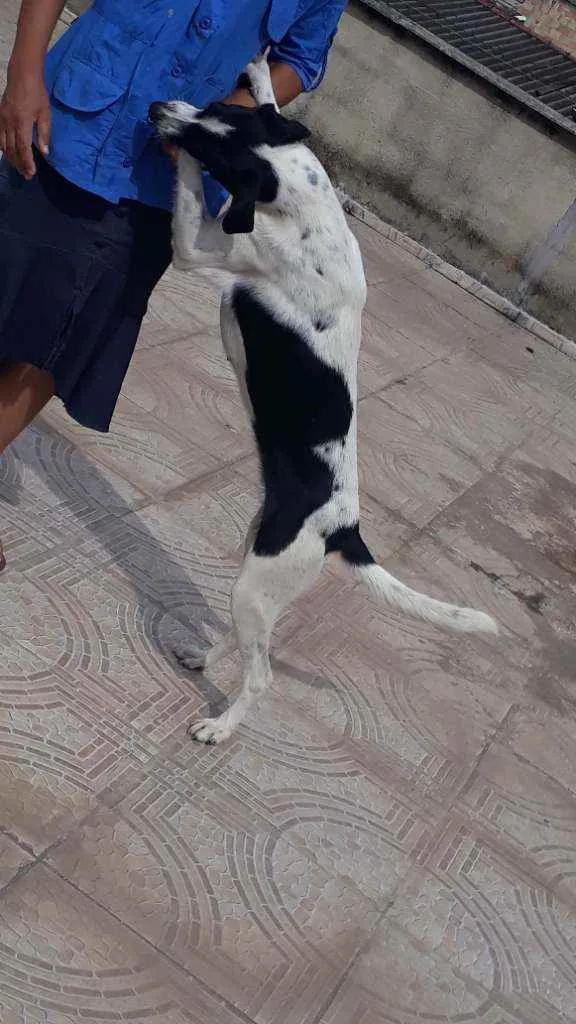 Cachorro raça vira lata idade 2 anos nome Frida