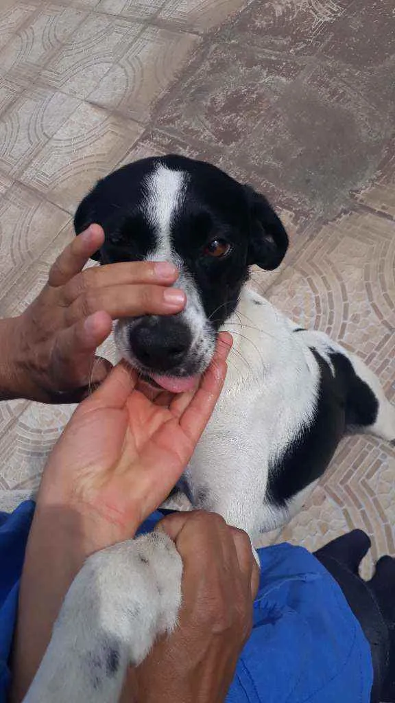 Cachorro raça vira lata idade 2 anos nome Frida