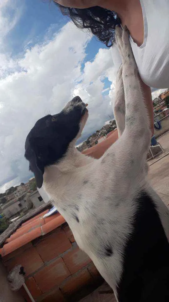 Cachorro raça vira lata idade 2 anos nome Frida