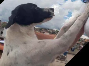 Cachorro raça vira lata idade 2 anos nome Frida