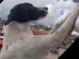Frida