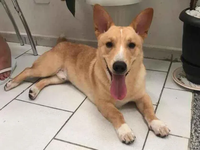 Cachorro ra a SRD-ViraLata idade 1 ano nome Thor