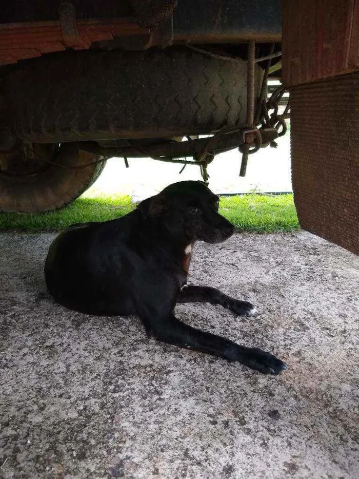 Cachorro ra a Vira lata idade 5 anos nome .