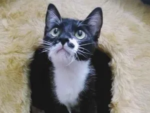 Gato raça SRD idade  nome DUDU FRAJOLA