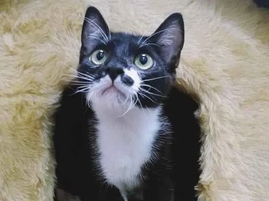 Gato raça SRD idade  nome DUDU FRAJOLA