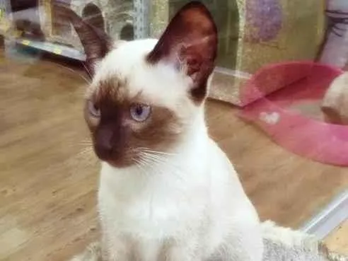 Gato raça SRD idade 2 a 6 meses nome GABRIELA SIAMESA