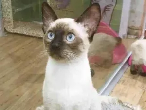 Gato raça SRD idade 2 a 6 meses nome GABRIELA SIAMESA