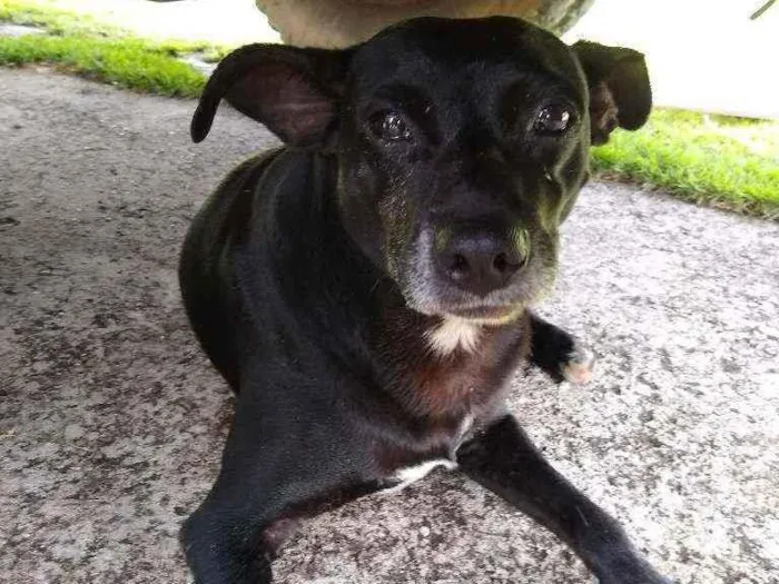 Cachorro ra a Vira lata idade 5 anos nome .