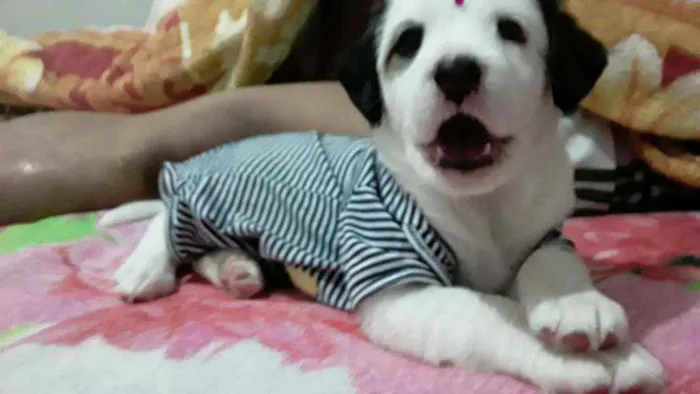 Cachorro ra a Lindinha idade Abaixo de 2 meses nome Filhotinha fêmea