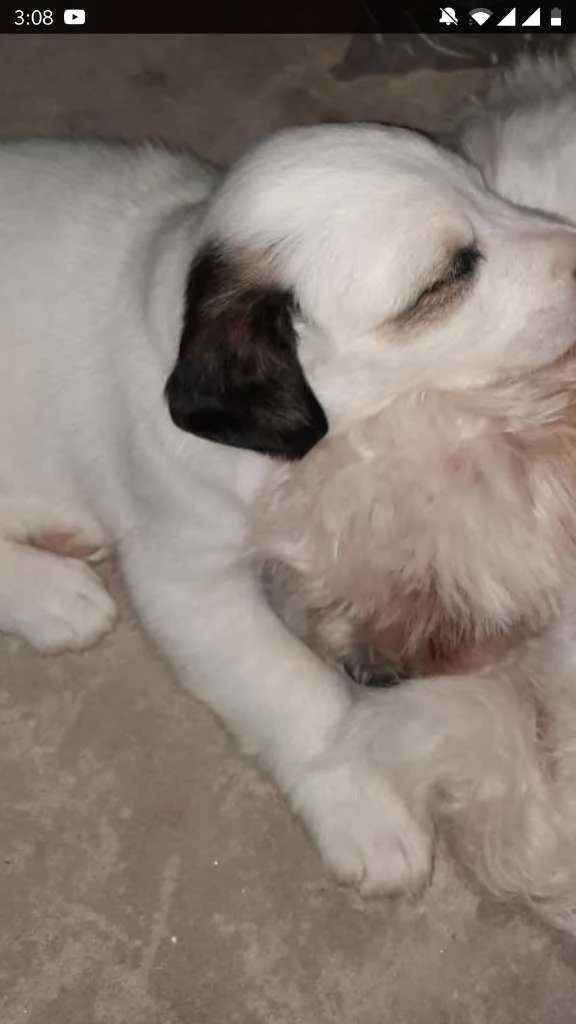 Cachorro ra a Lindinha idade Abaixo de 2 meses nome Filhotinha fêmea