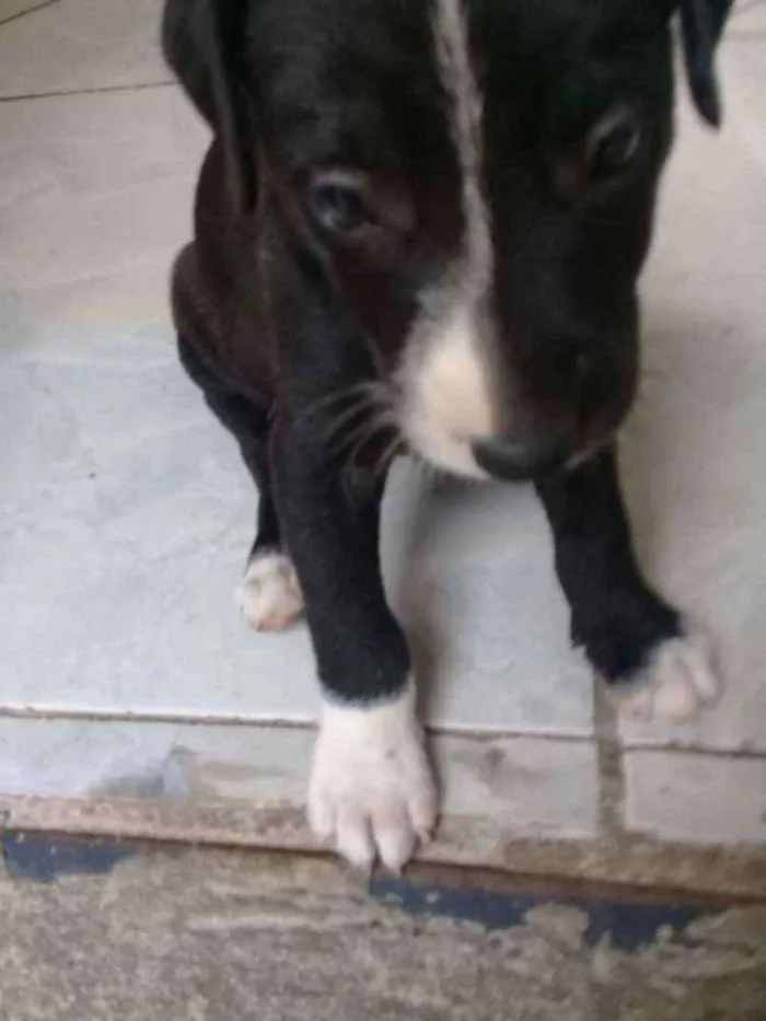 Cachorro raça Vira lata idade Abaixo de 2 meses nome Thor