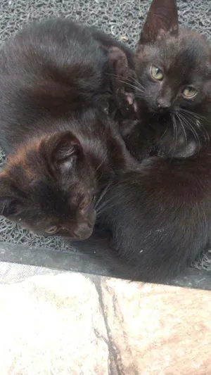 Gato raça Não sei  idade 2 a 6 meses nome Não tem