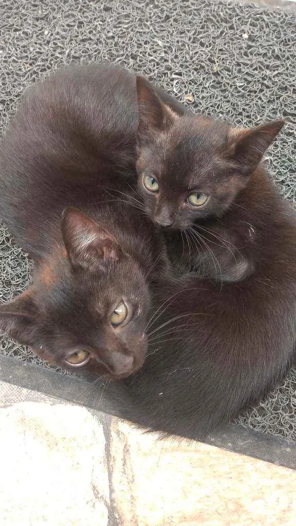 Gato raça Não sei  idade 2 a 6 meses nome Não tem