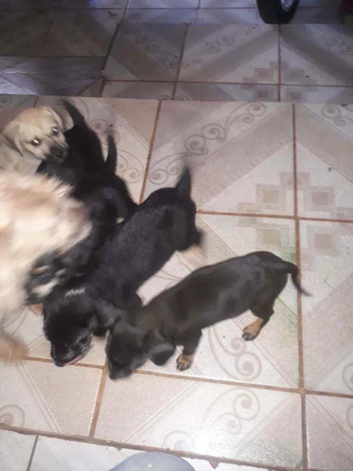 Cachorro ra a Nao sei idade Abaixo de 2 meses nome Nao tem nome