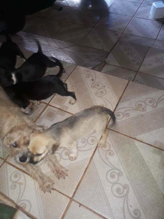 Cachorro ra a Nao sei idade Abaixo de 2 meses nome Nao tem nome