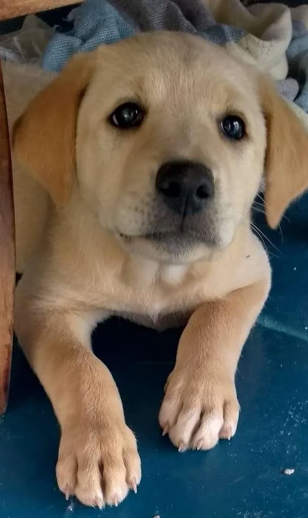 Cachorro raça SRD-ViraLata idade 7 a 11 meses nome Thiago (Tito)