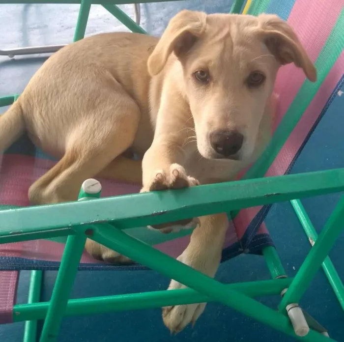 Cachorro raça SRD-ViraLata idade 7 a 11 meses nome Thiago (Tito)