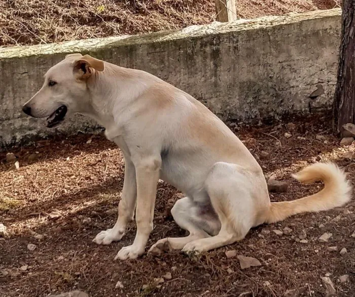 Cachorro raça SRD-ViraLata idade 7 a 11 meses nome Thiago (Tito)
