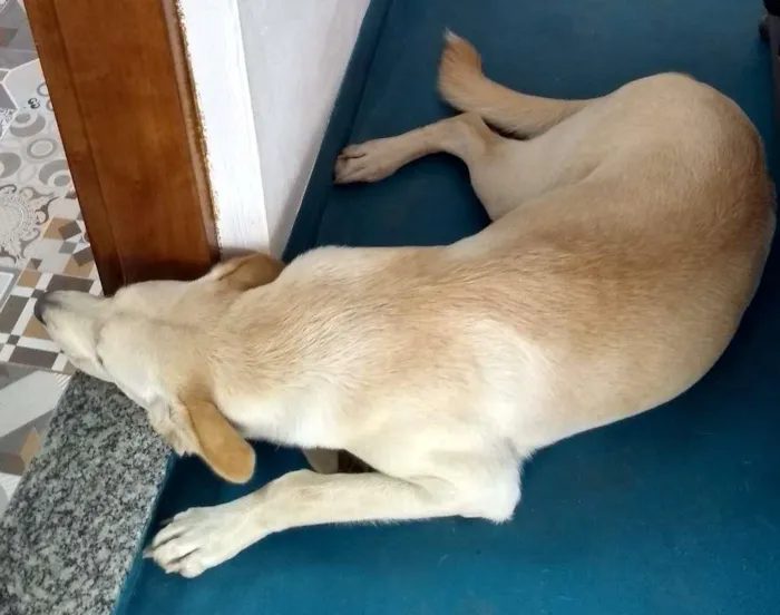 Cachorro raça SRD-ViraLata idade 7 a 11 meses nome Thiago (Tito)