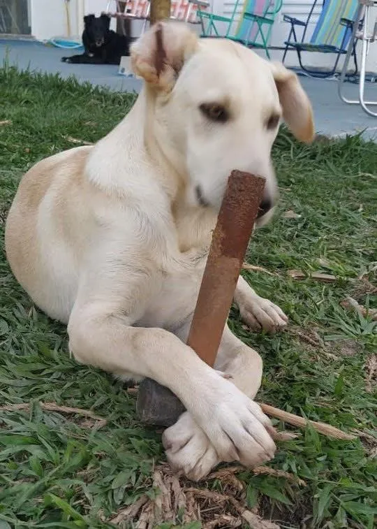 Cachorro raça SRD-ViraLata idade 7 a 11 meses nome Thiago (Tito)