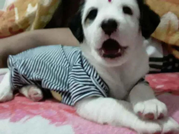 Cachorro ra a Lindinha idade Abaixo de 2 meses nome Filhotinha fêmea