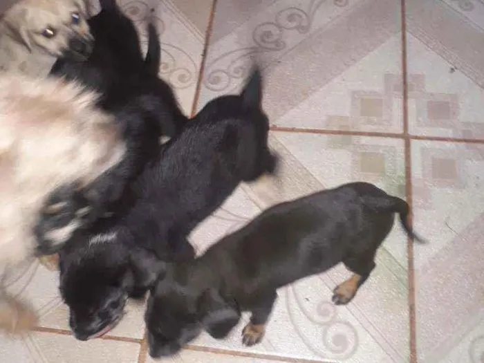 Cachorro ra a Nao sei idade Abaixo de 2 meses nome Nao tem nome