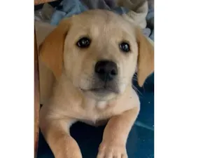 Cachorro raça SRD-ViraLata idade 7 a 11 meses nome Thiago (Tito)