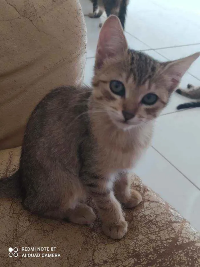 Gato ra a  idade 2 a 6 meses nome Clara