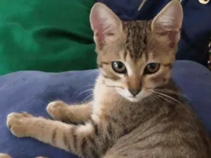 Gato raça  idade 2 a 6 meses nome Clara