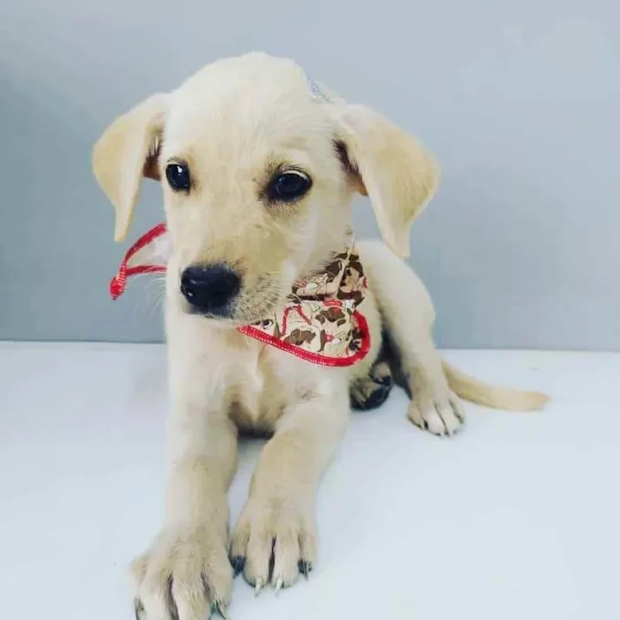 Cachorro raça srd idade 2 a 6 meses nome Fiuk